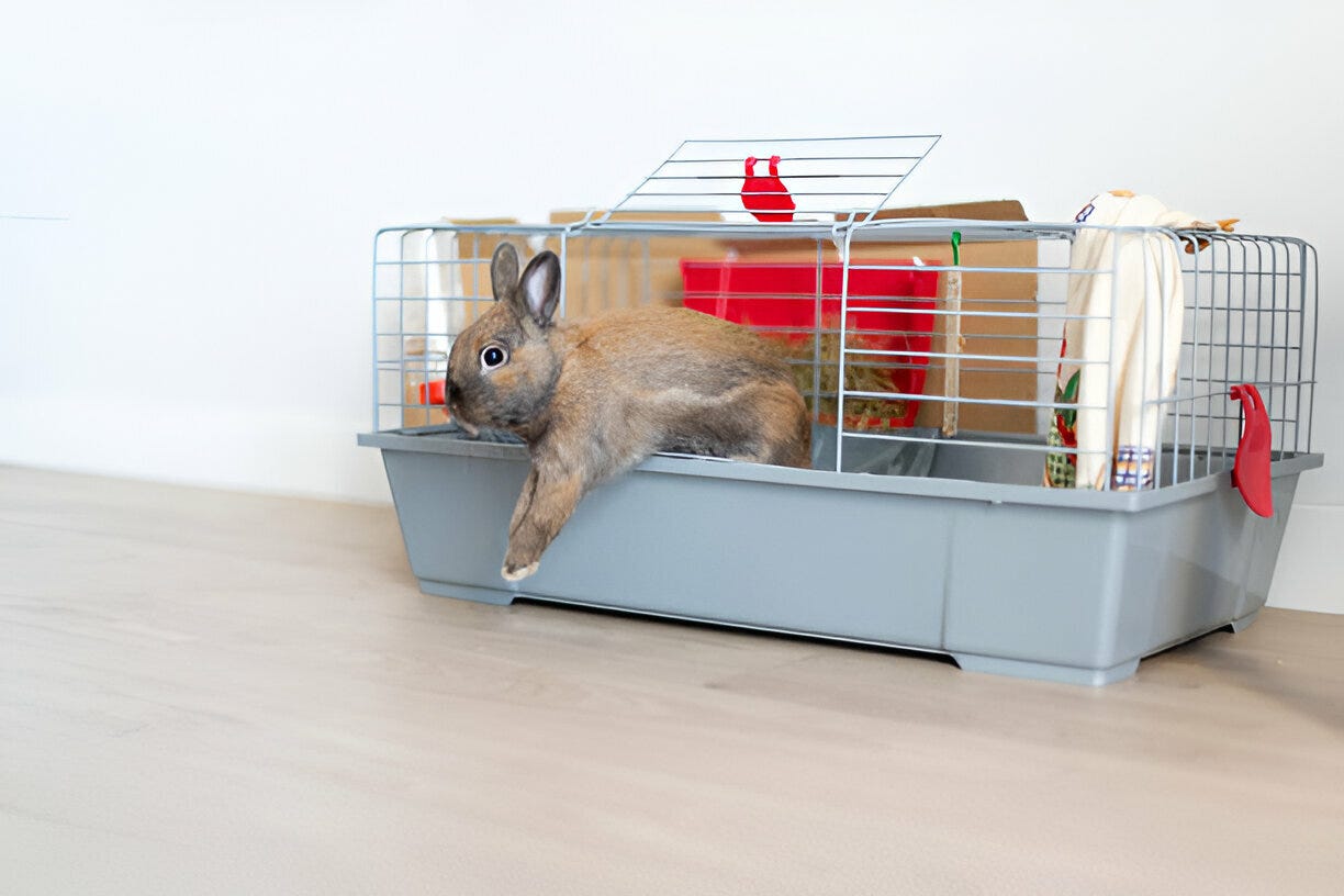 Why Does My Rabbit Lick Me When I Pick Her Up? by Your Pet Guide Jun, 2024 Medium