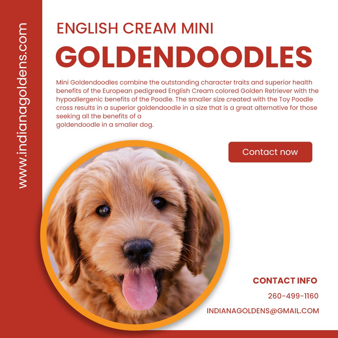 English Cream Mini Goldendoodle Puppies Smaller in Size But Filled