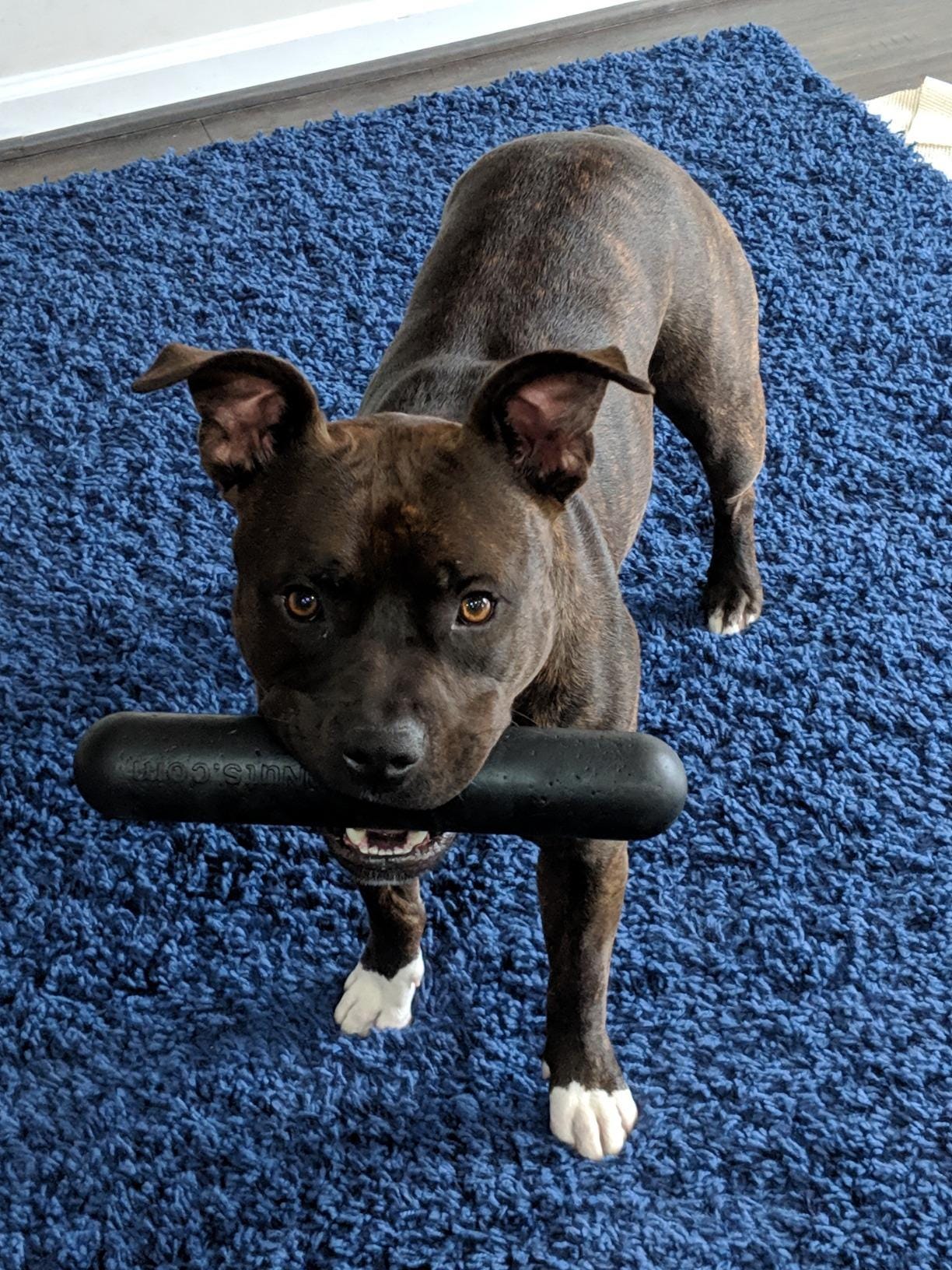 Best Puppy Toys For Pit Bulls Pros, Cons, How To, FAQs & More by