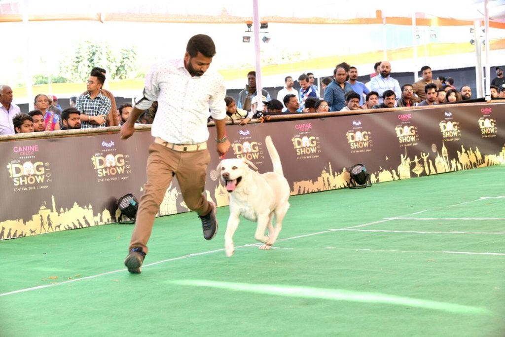 Dog Training Academy in jaipur. Dog experts is the best dog training