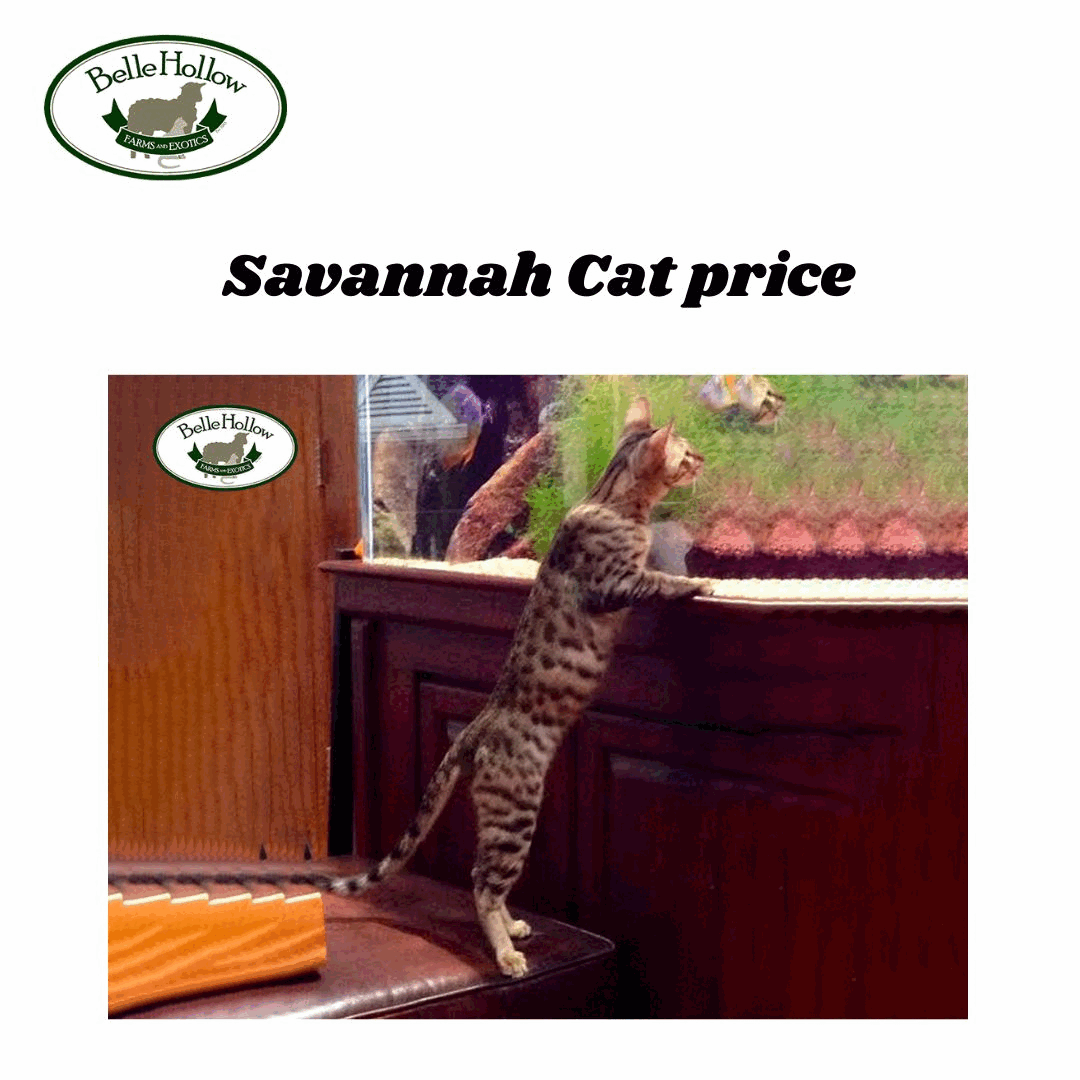 Savannah cat Kittens for Sale Your Dream Spotty Companion Belle