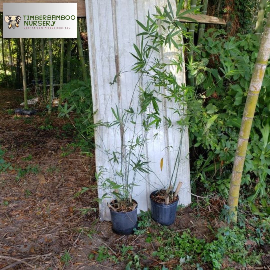 Maximizing Garden Space With FastGrowing Clumping Sticky Bamboo In USA