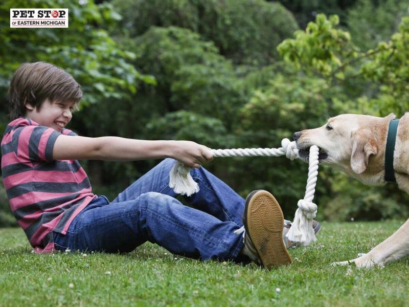 Keeping Your Furry Dog Safe Understand the Technology Behind