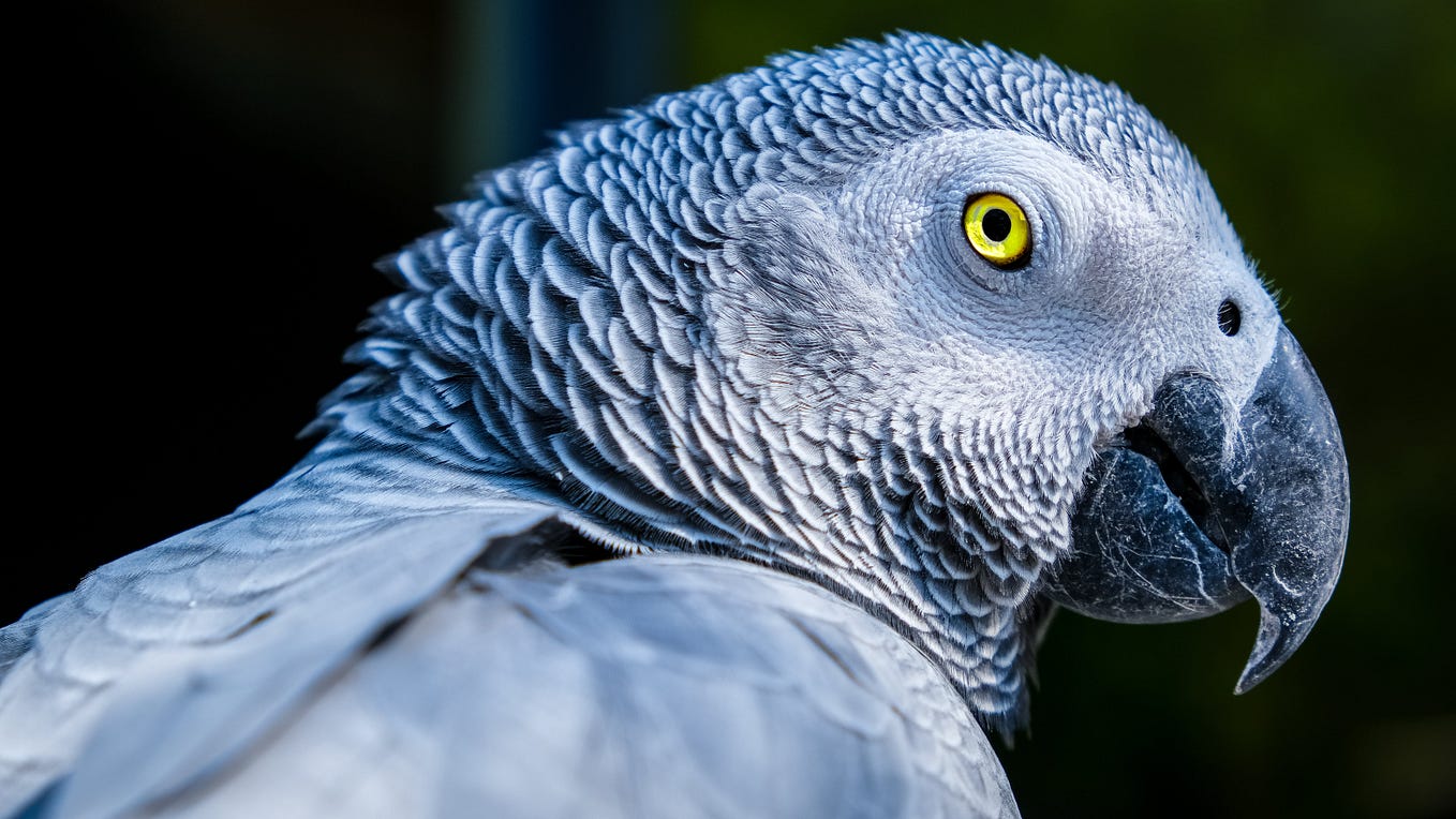 Top 10 Most Beautiful Parrots in the World Medium