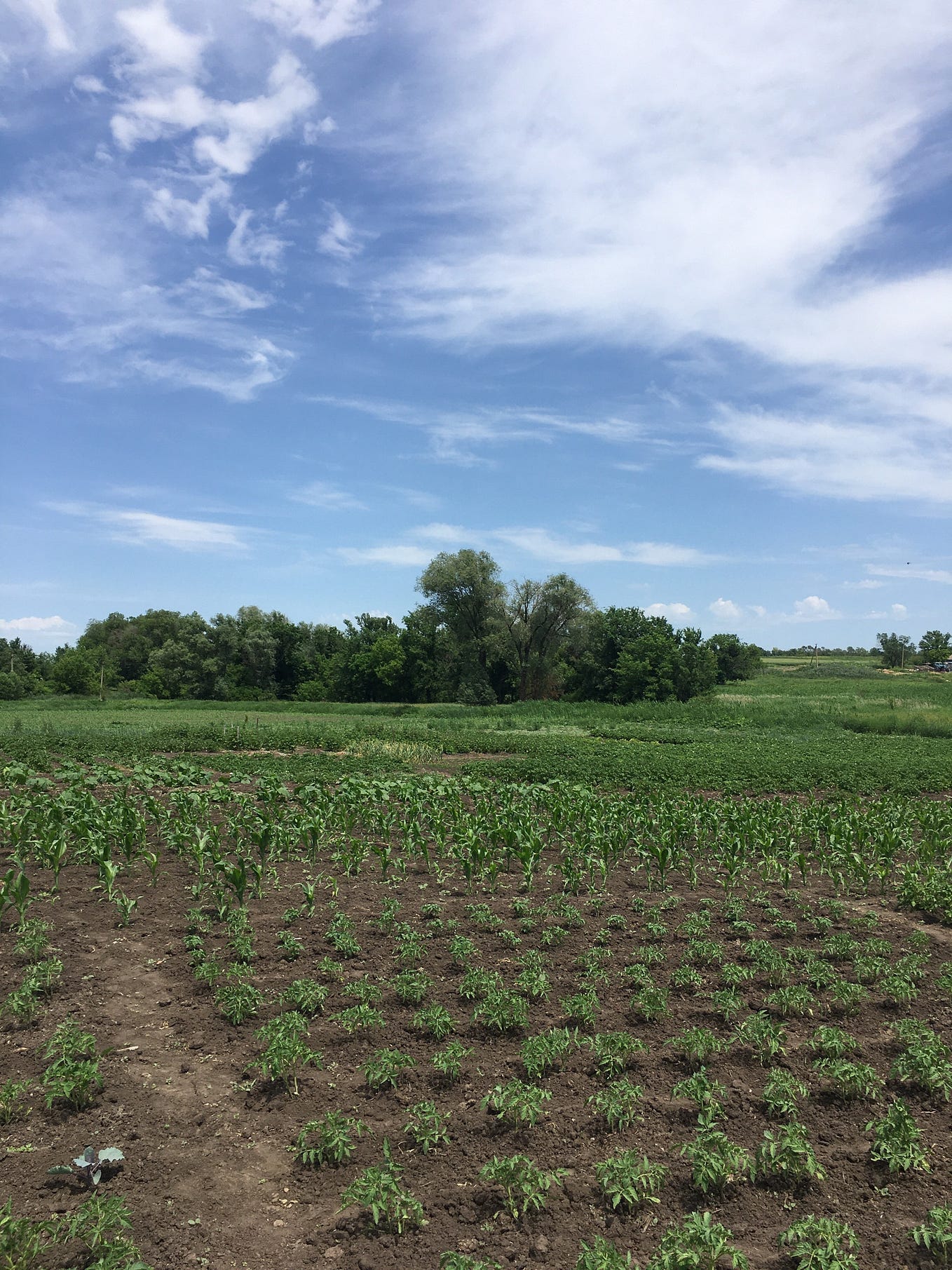 I Don’t Understand Why I Write in English by Milagros Lasarte BABEL