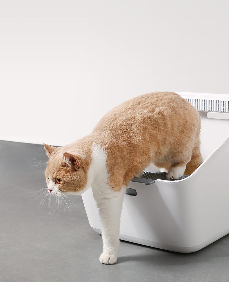 12 Signs Your Cat Is Bored. We mindlessly snack on bad carbs or… by ICanMeow Medium