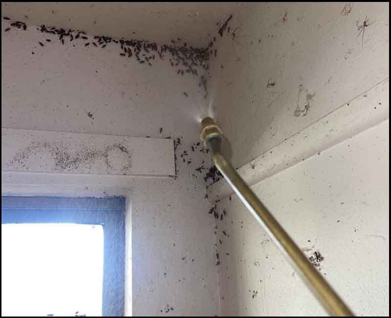 Termite Control Newcastle All Rite Pest Service Medium