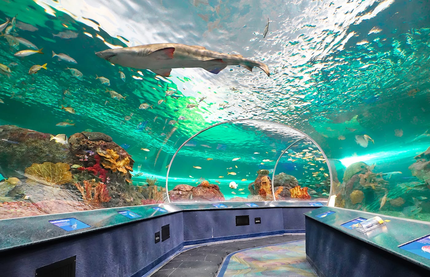 Most Beautiful Aquarium In The World
