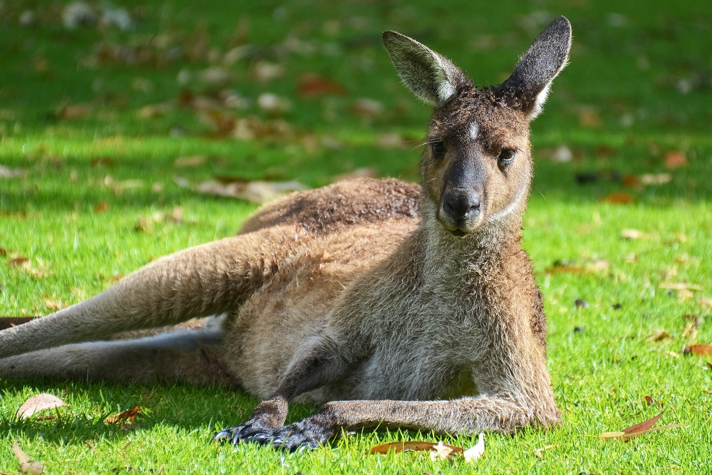 Why Are Kangaroos So Muscular