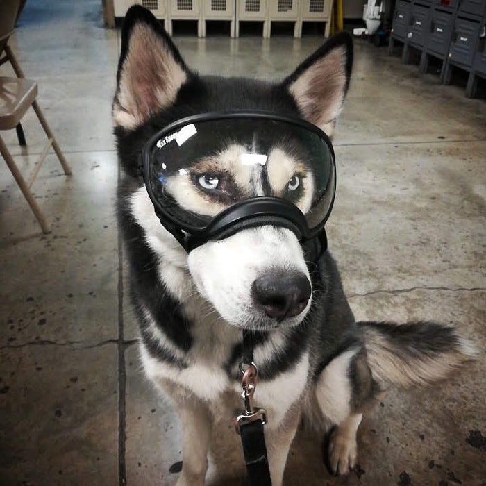 How To Keep A Husky Cool In The Heat