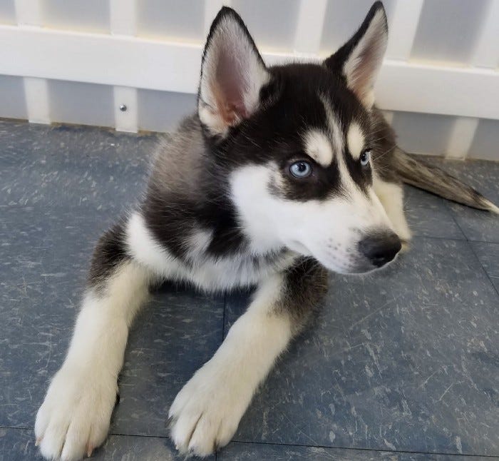 How To Keep A Husky Cool In The Heat