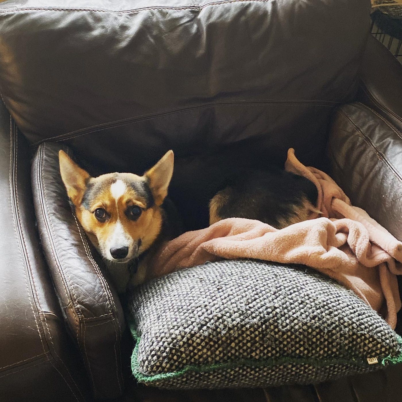 How To Get Dog Poop Out Of Couch