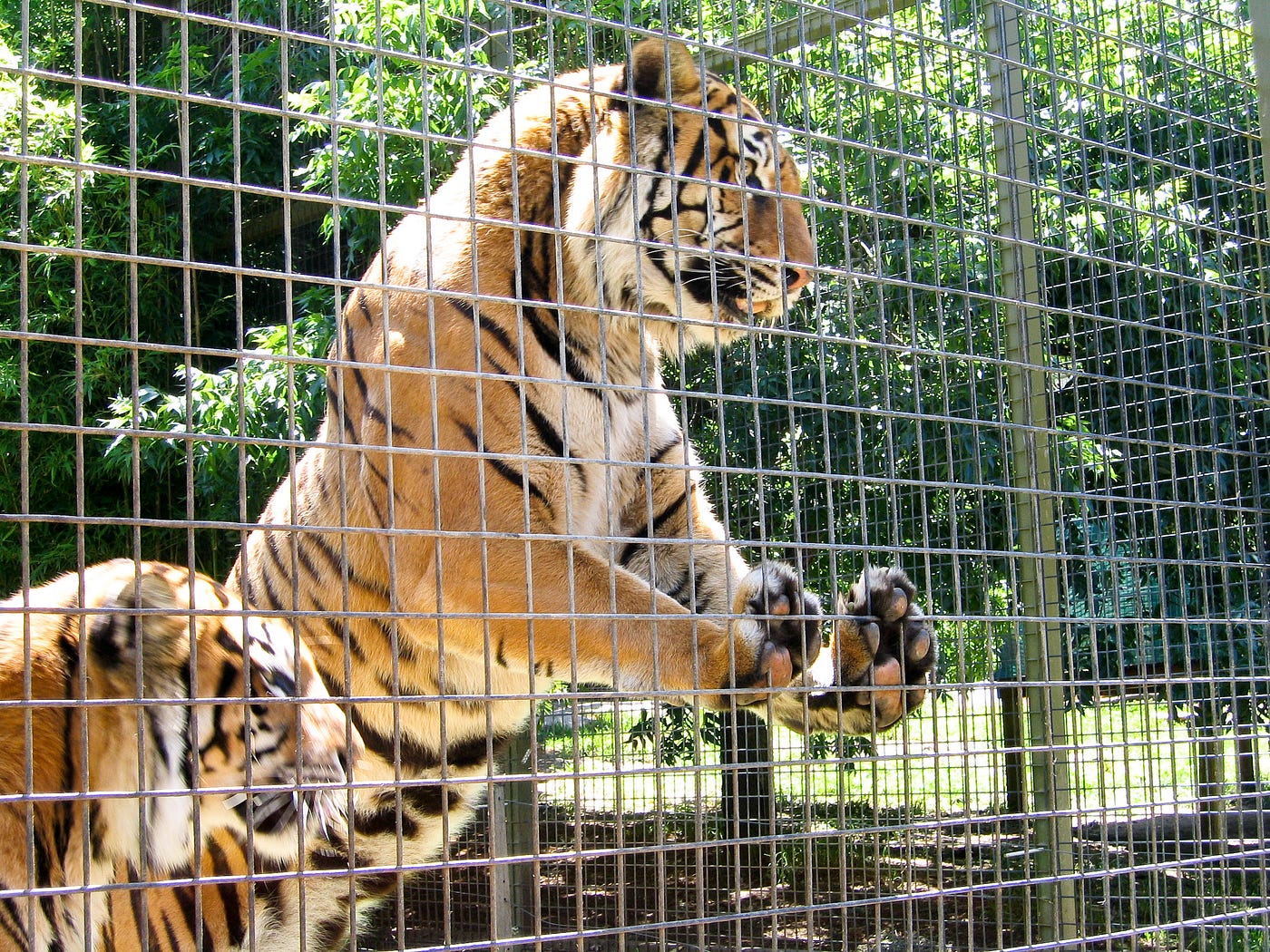Zoo Animals In Cages