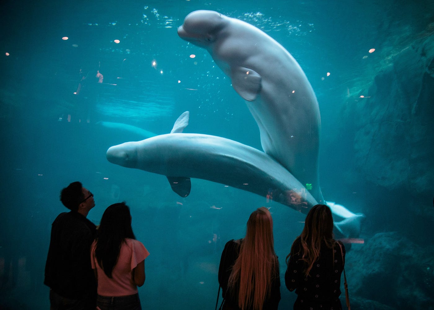 Do Any Aquariums Have Whales?. Aquariums are popular attractions for