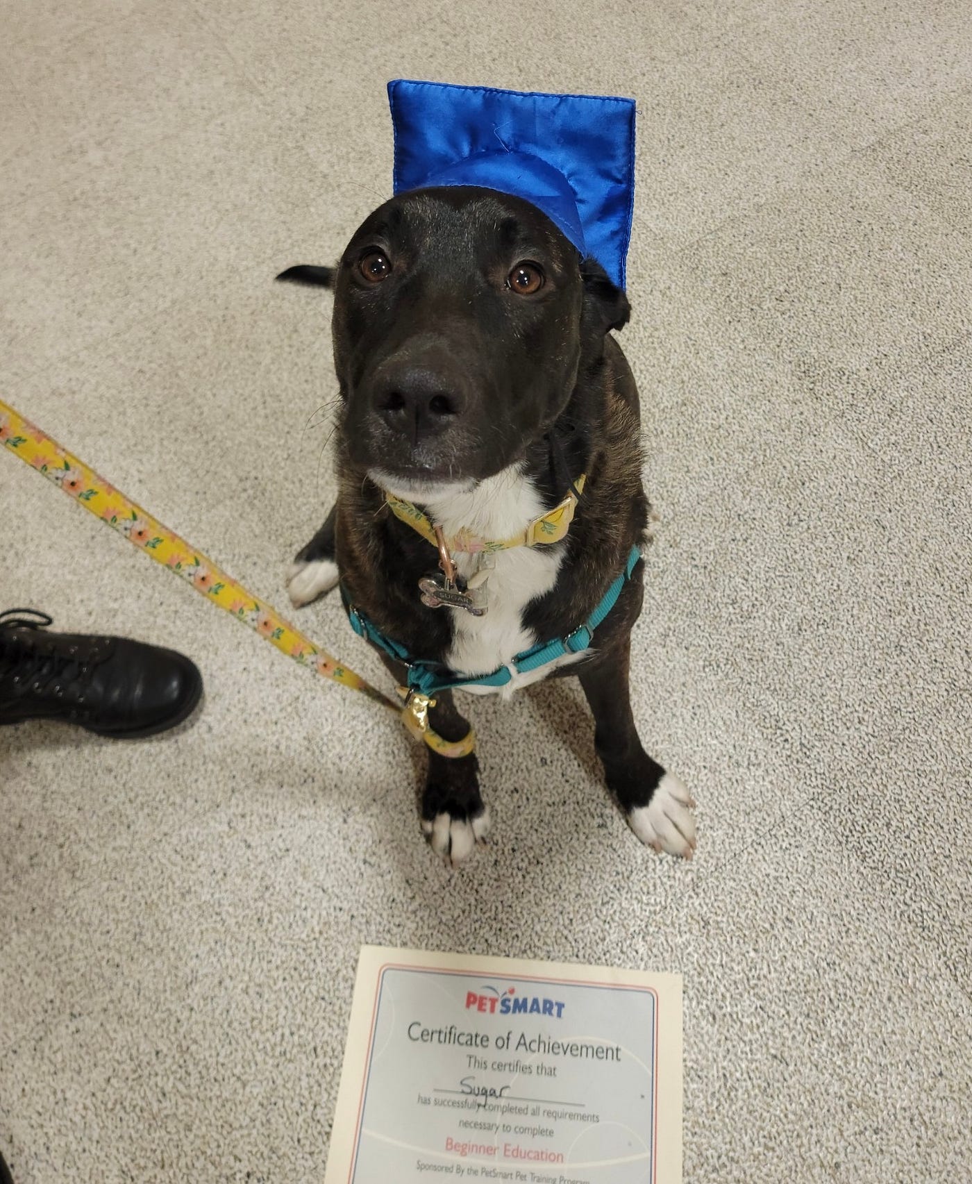 How Long Is Petsmart Puppy Training