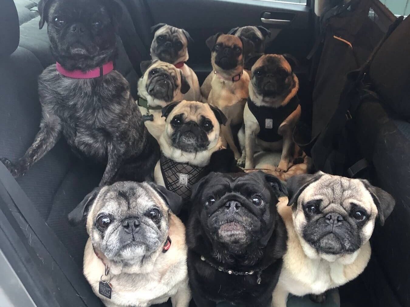 Pugs Grumble Clearance Selling gbupresnenskij.ru