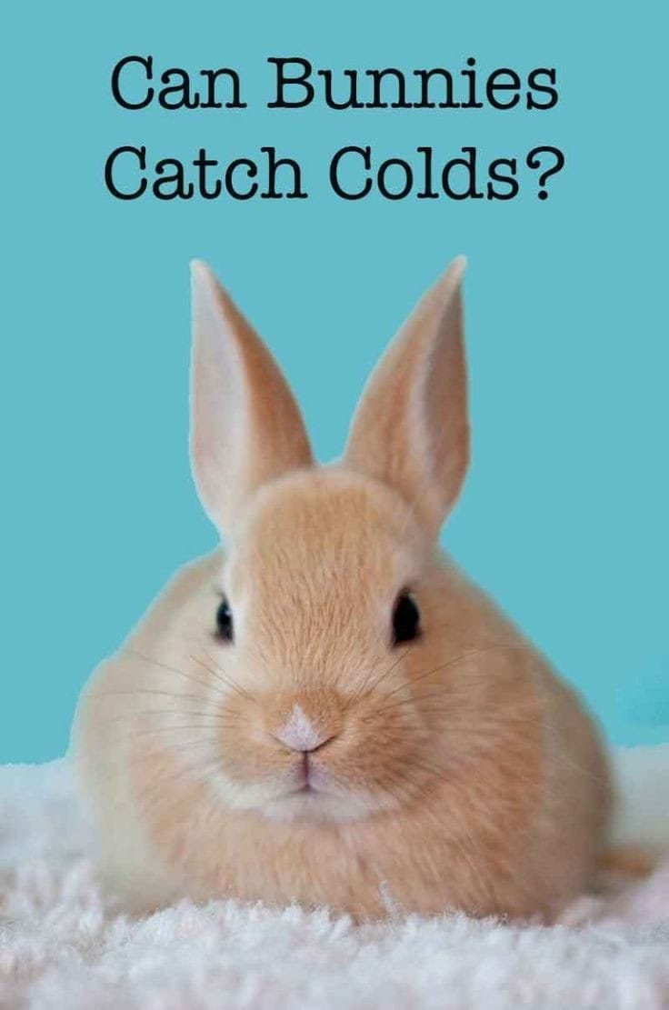 Pasteurella Multocida Rabbits