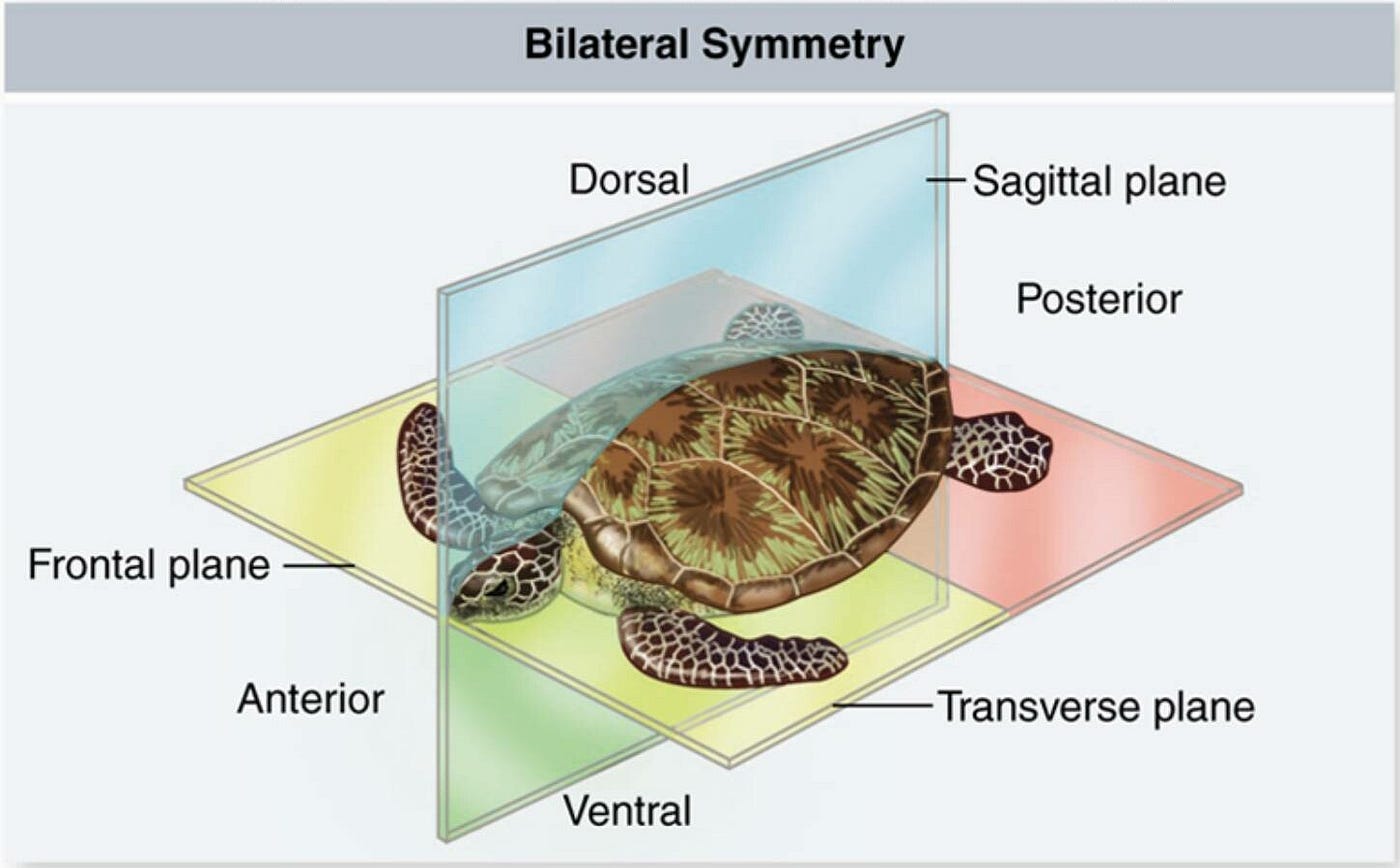 Human Bilateral Symmetry