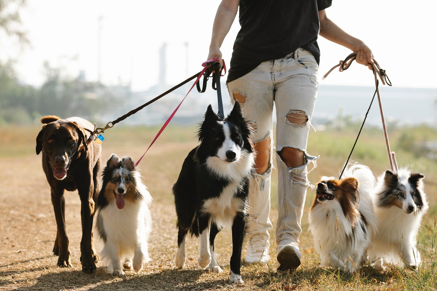 Can Dog Walkers Make Good Money