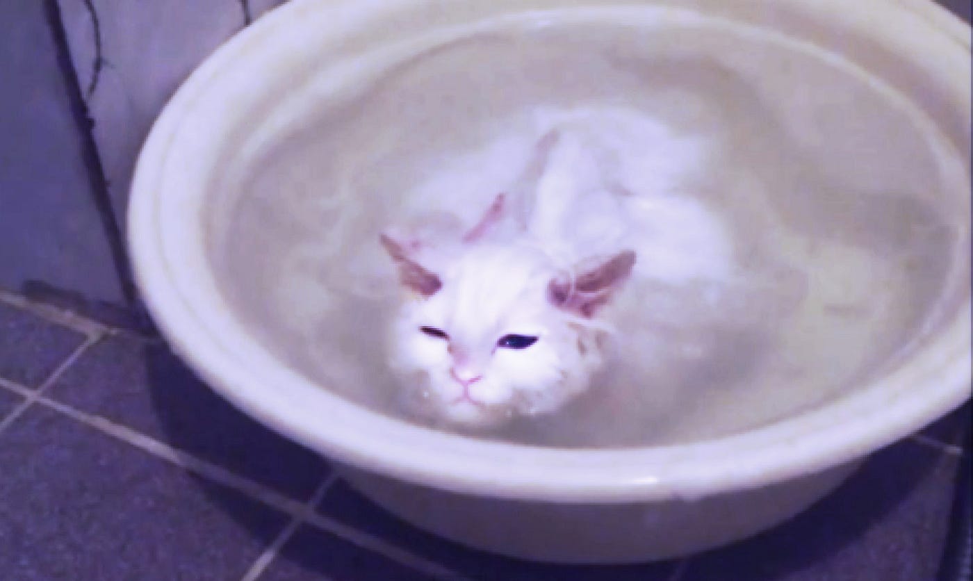 Weird People And Their Cats