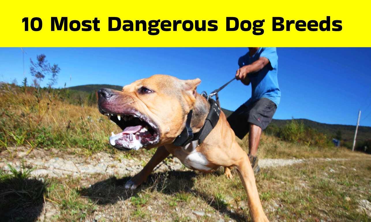 Top 10 Most Dangerous Dog Breeds