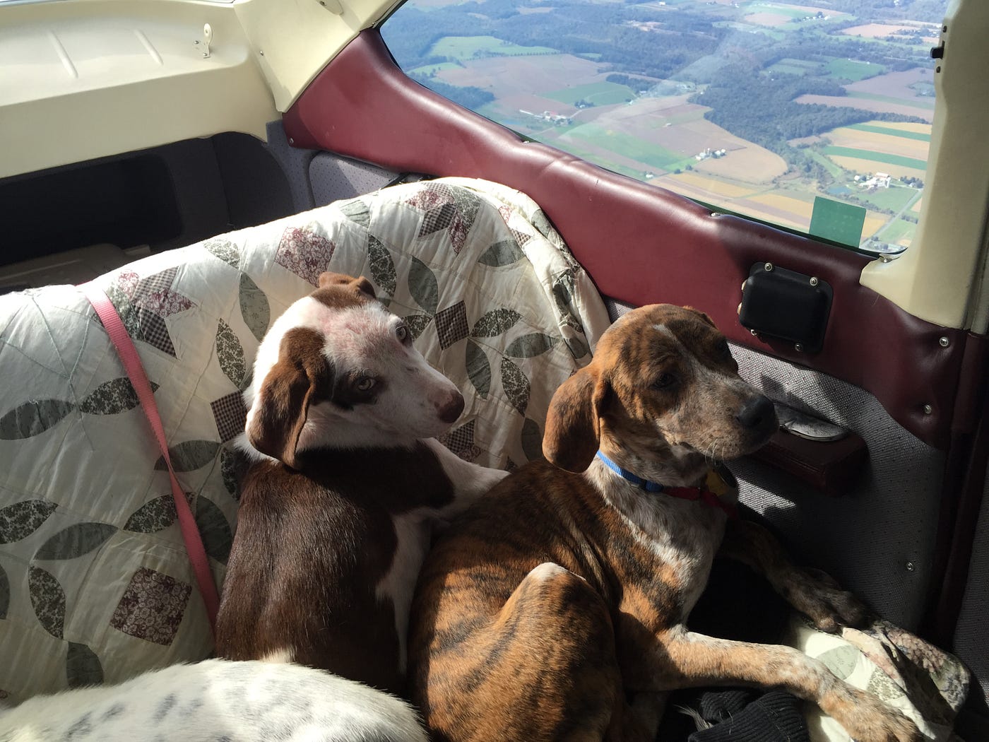 Can U Take Dogs On A Plane