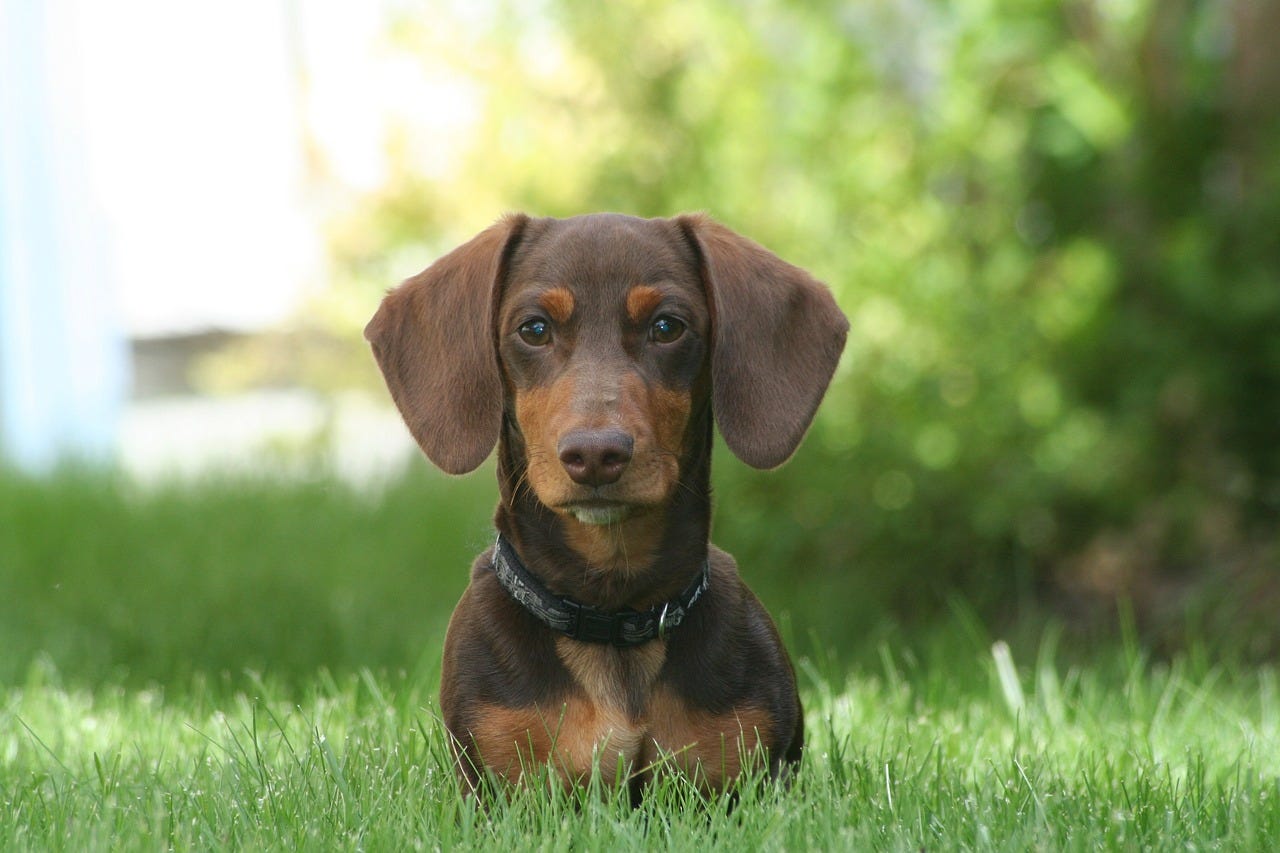 What Do Dachshund Like To Sleep On
