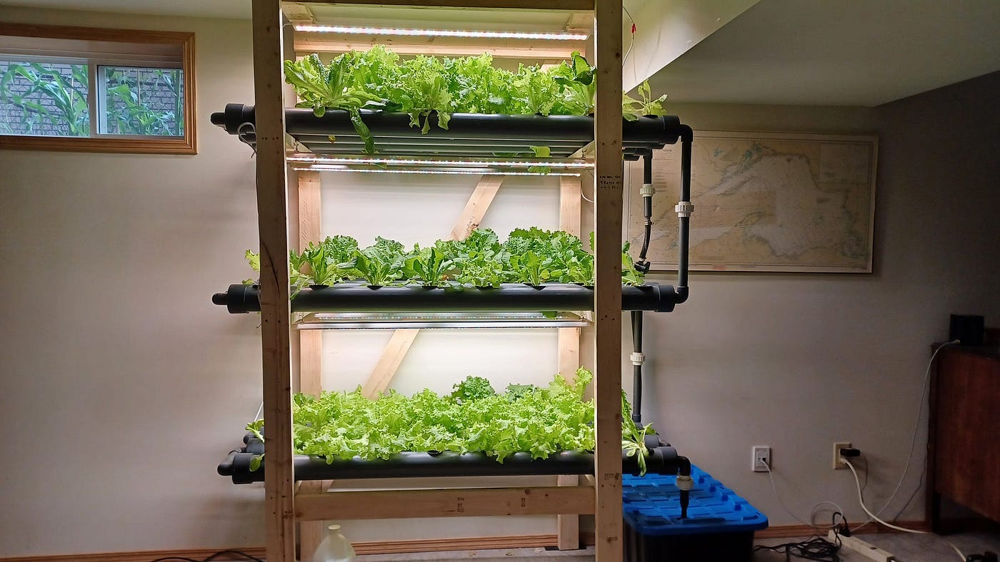 How to Do Hydroponics at Home 10 Essential Steps