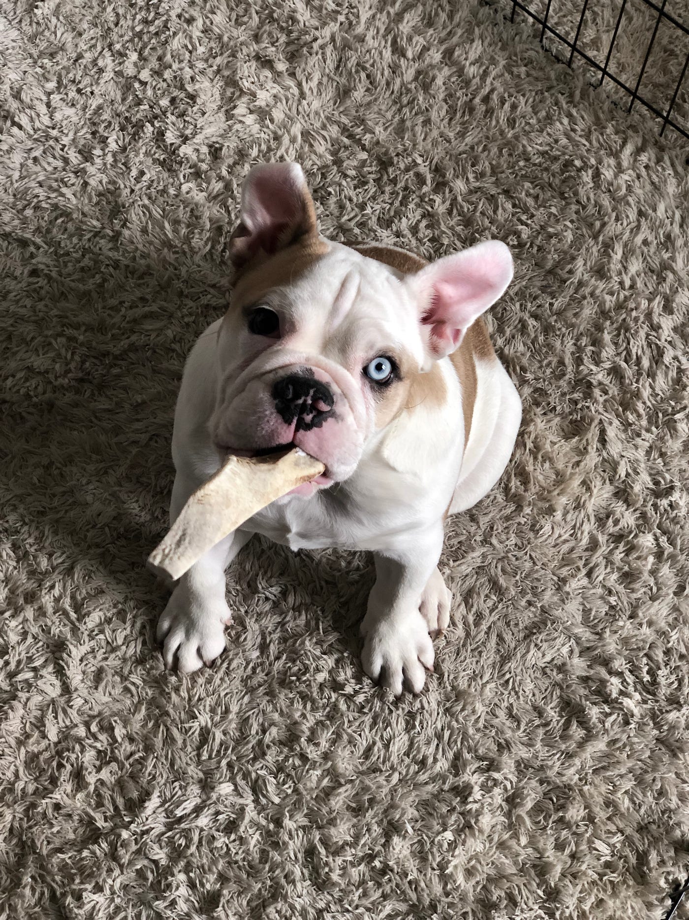 How Do I Stop My English Bulldog Puppy From Biting