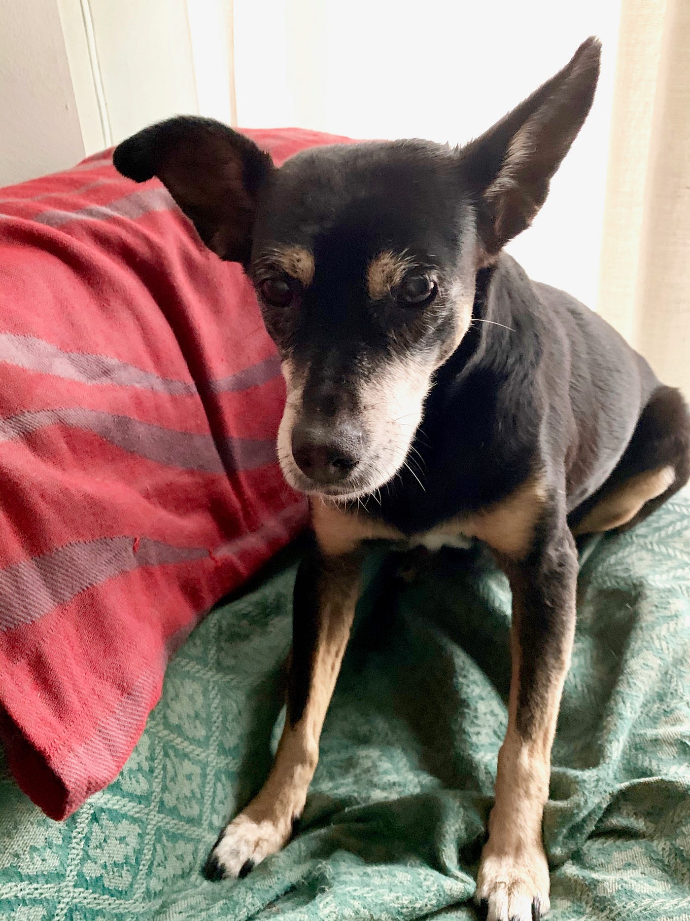 Can Dogs Sense When Their Owner Is Dead at Marshall Taylor blog