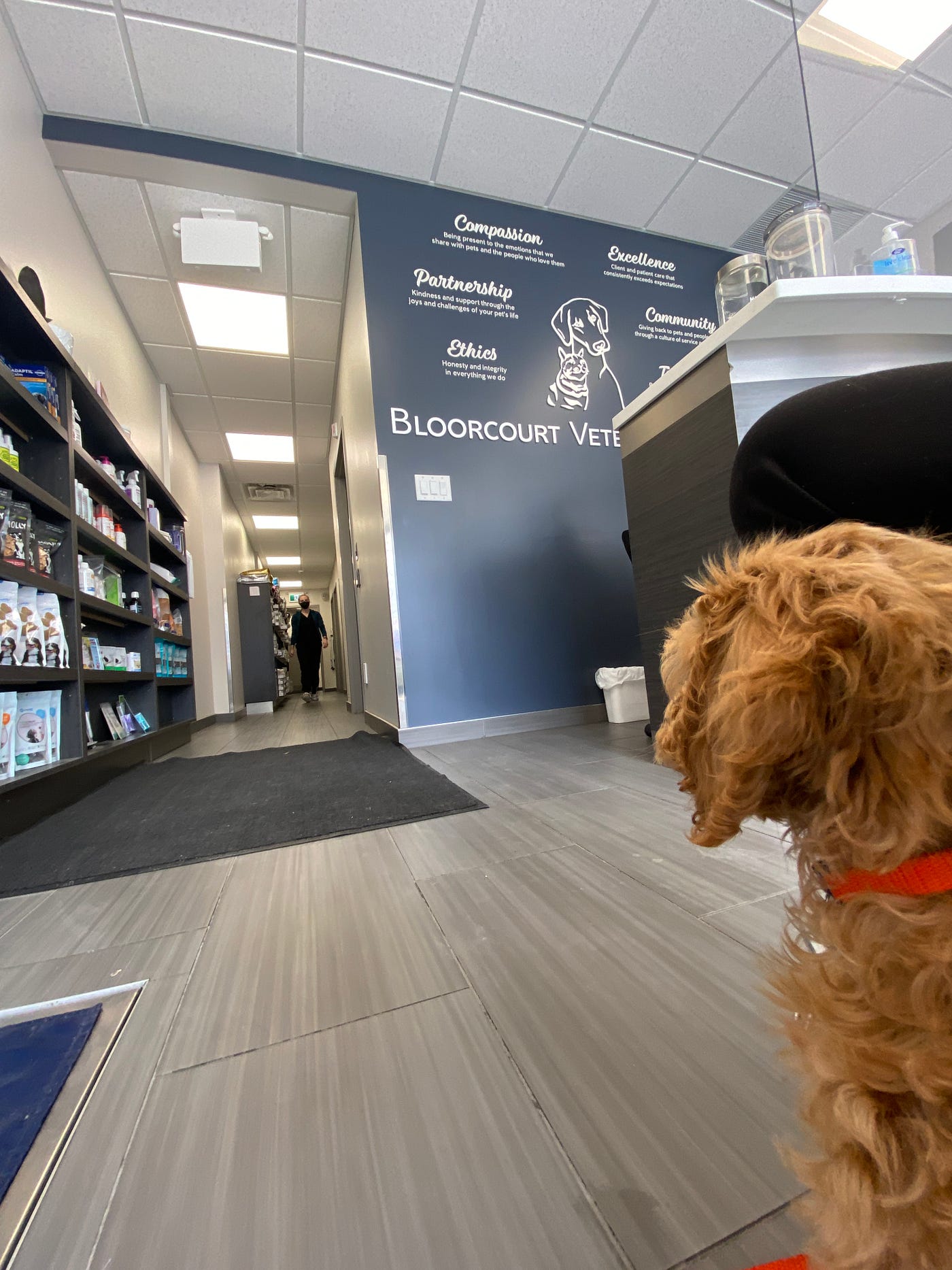 Can I Walk My Puppy At 12 Weeks