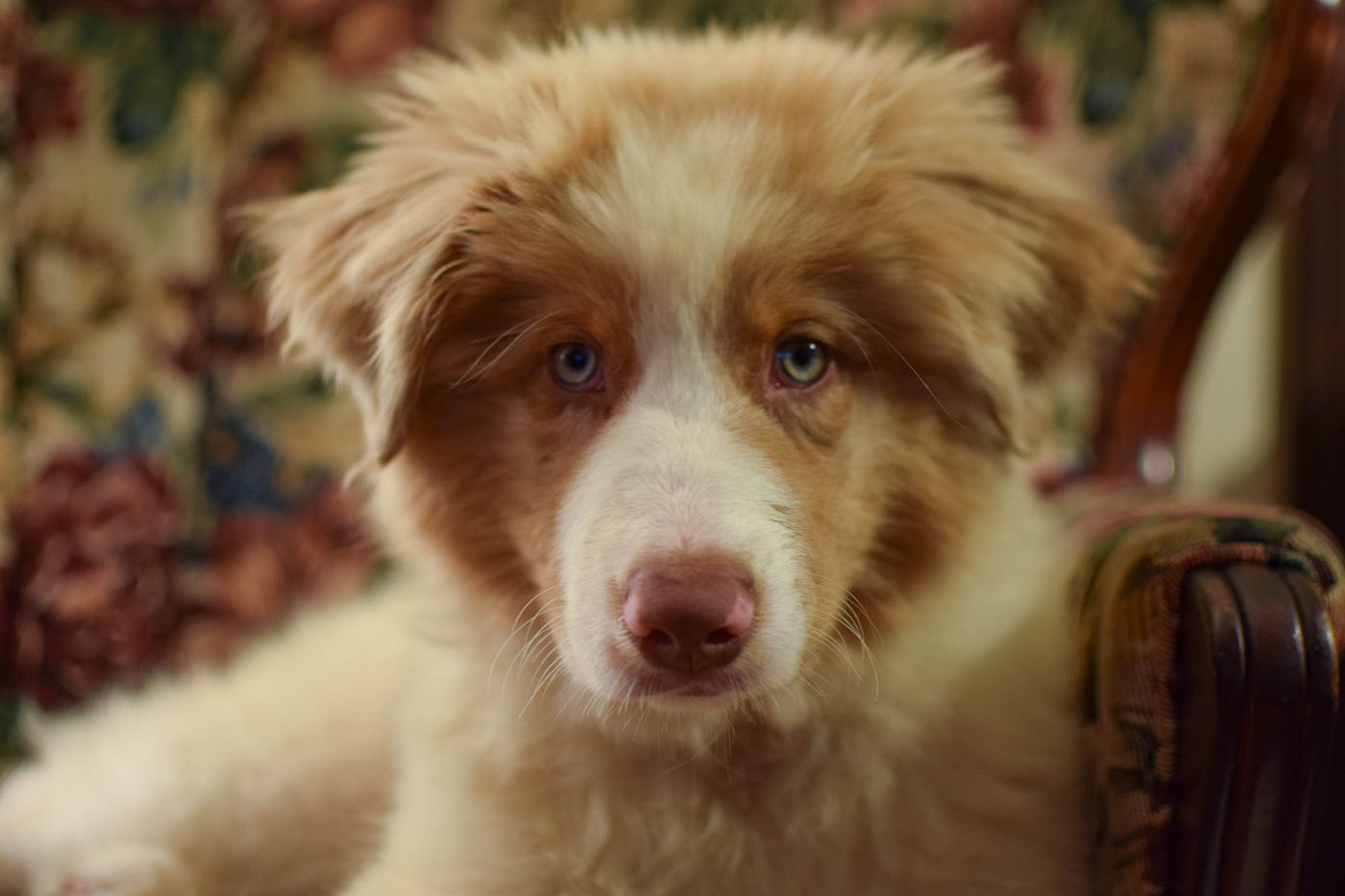 Why Does My Australian Shepherd Follow Me Everywhere