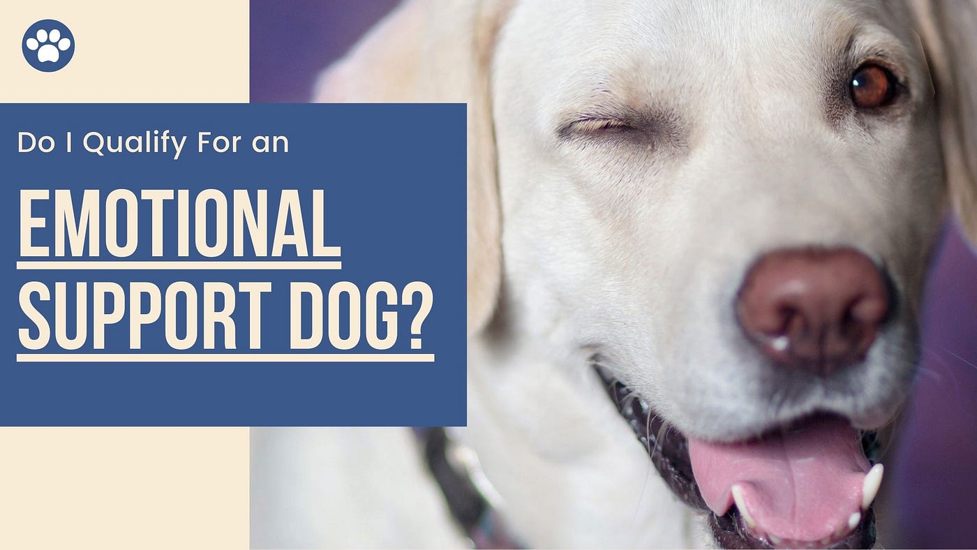 What Are The Benefits Of Having An Emotional Support Dog