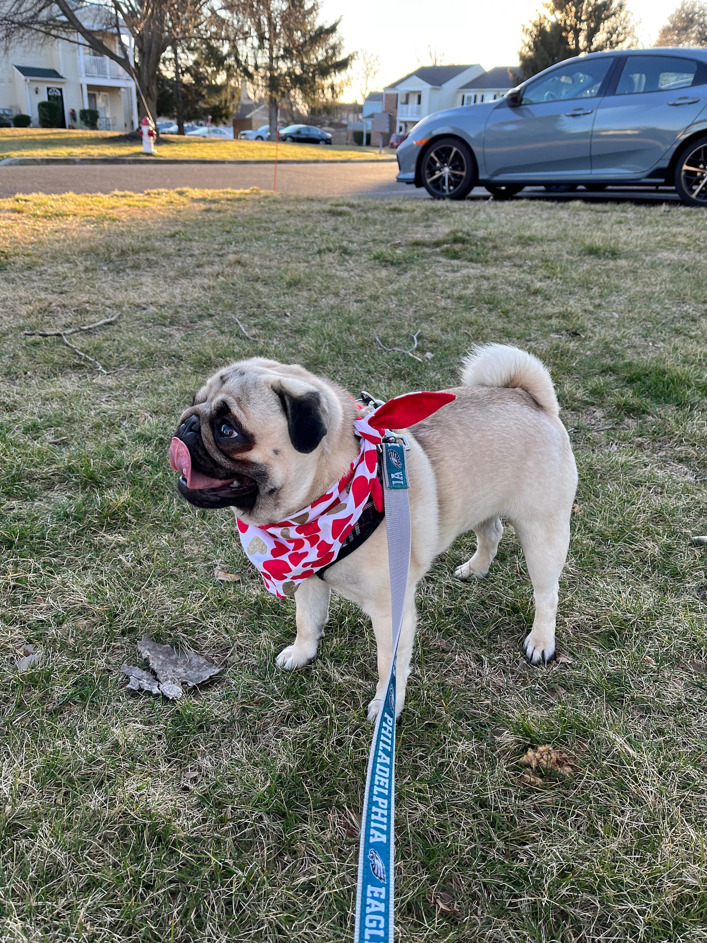 Can Two Fawn Pugs Make A Black Pug