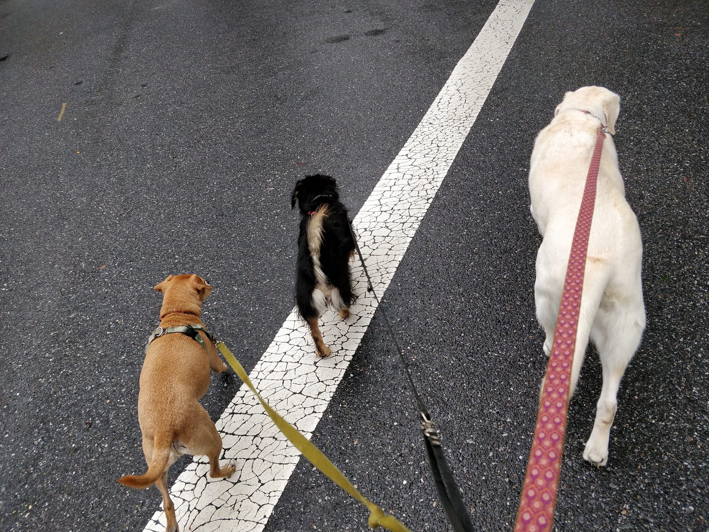 Why Does My Dog Suddenly Stop Walking