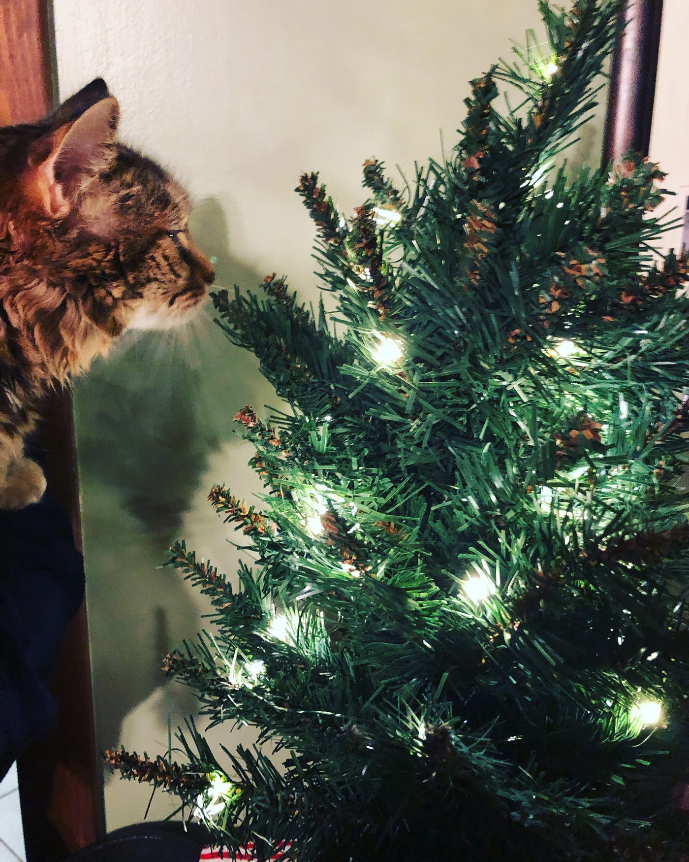 Cats In Christmas Trees