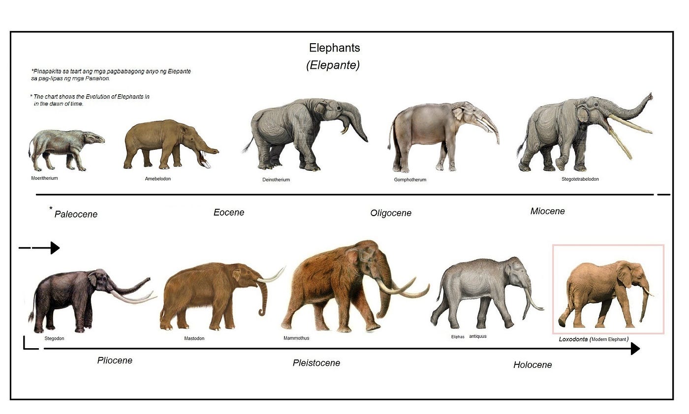 Evolution Of Elephants