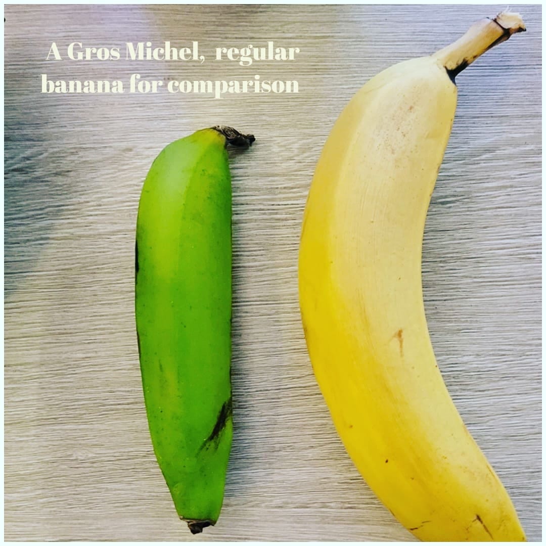 Gros Michel Banana