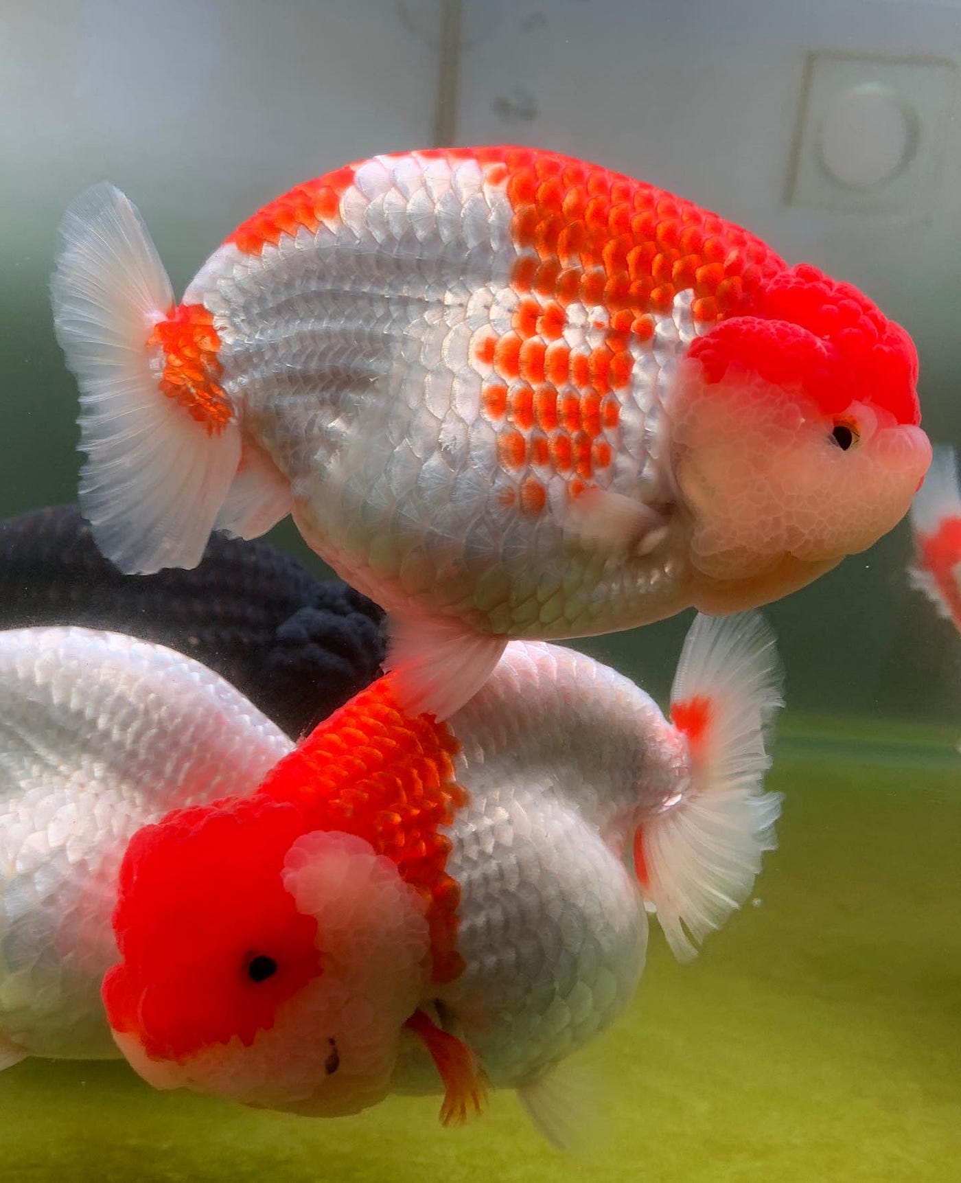Fancy Goldfish For Sale Oranda Goldfish, 49 OFF