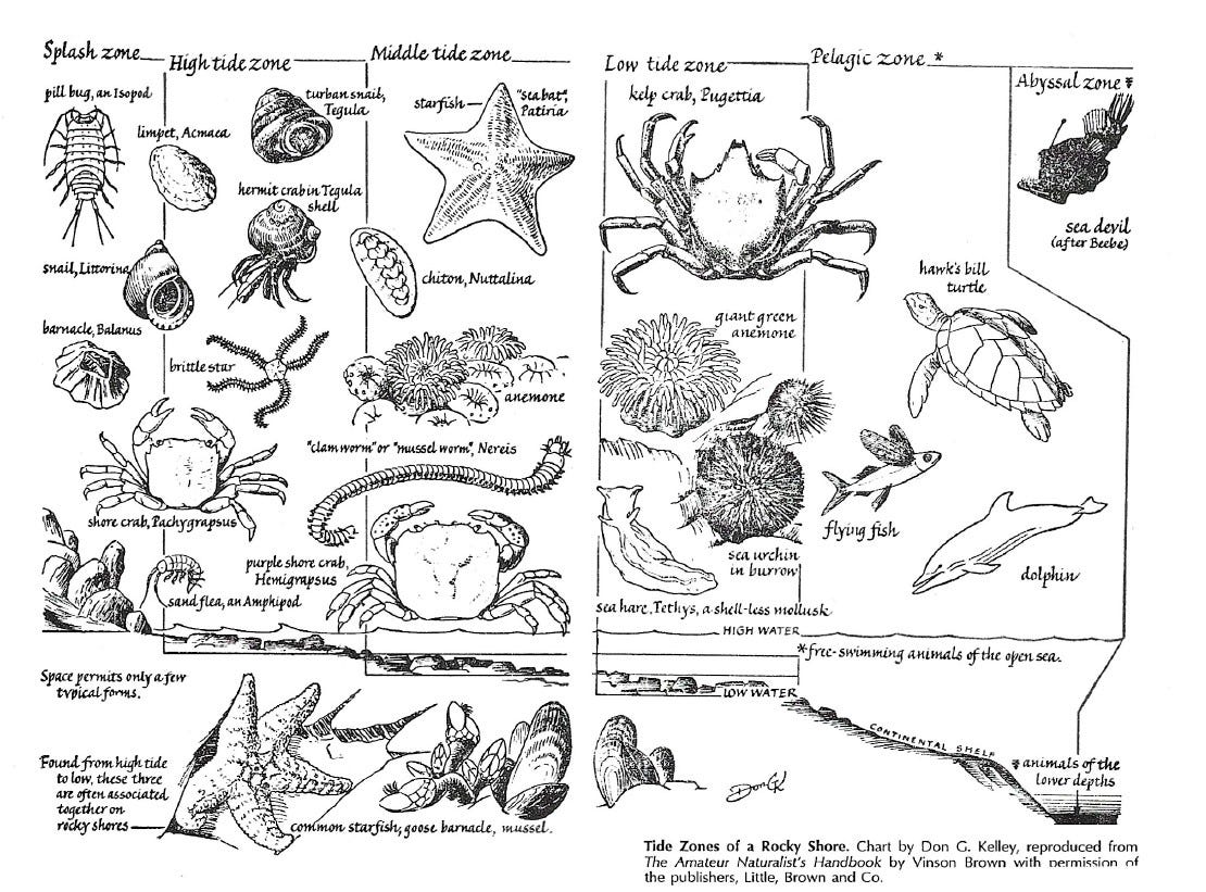 Intertidal Zone Animals