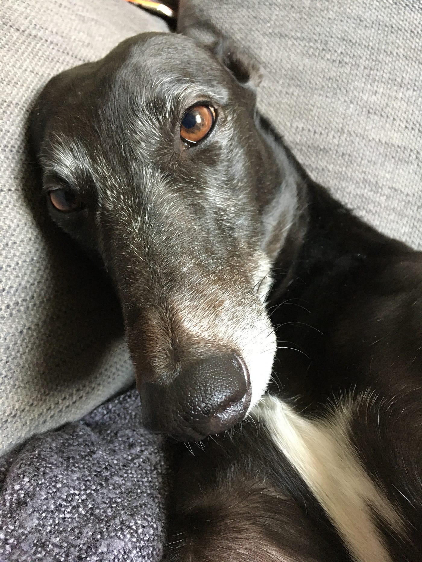 How Much Do Greyhounds Cost