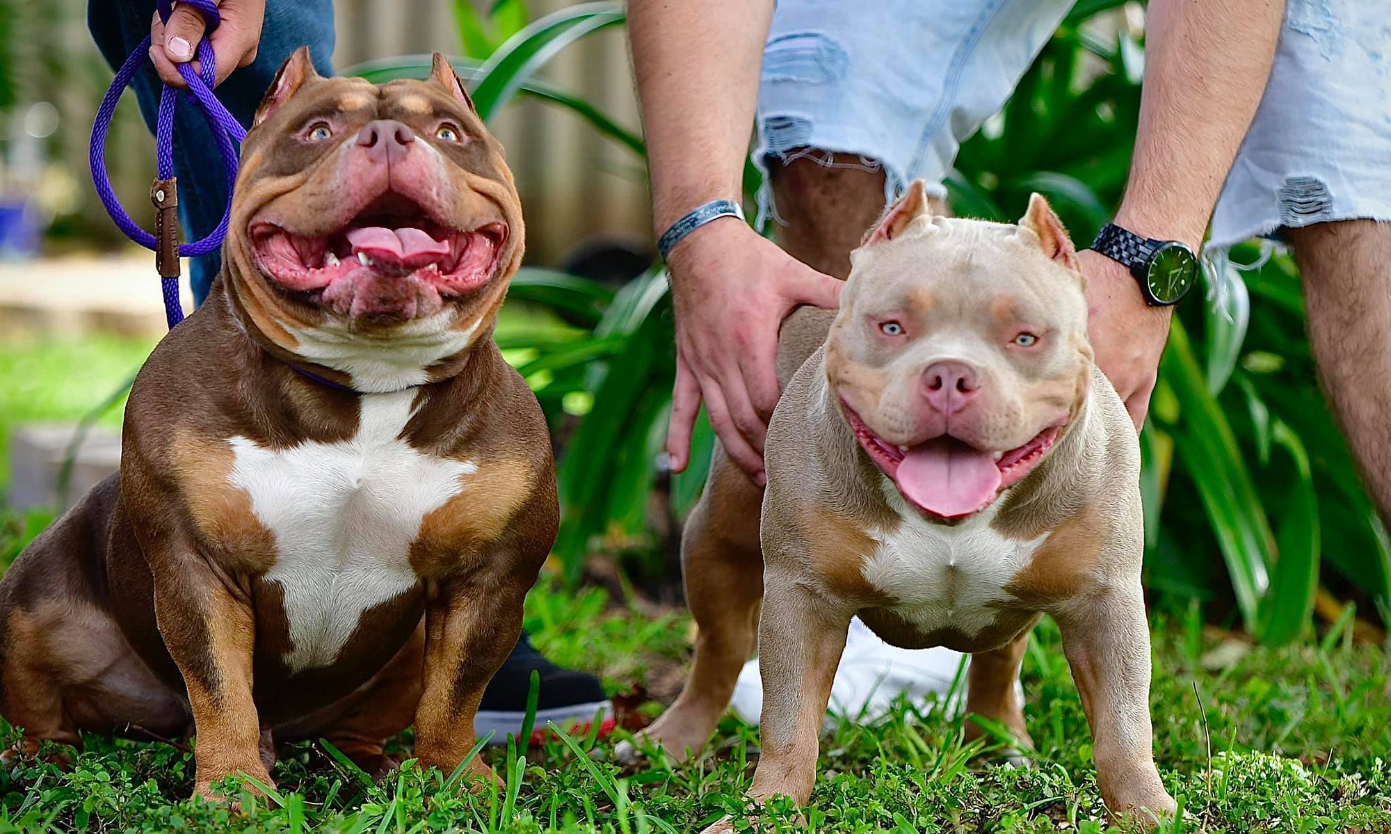 Chocolate Tri Pitbull