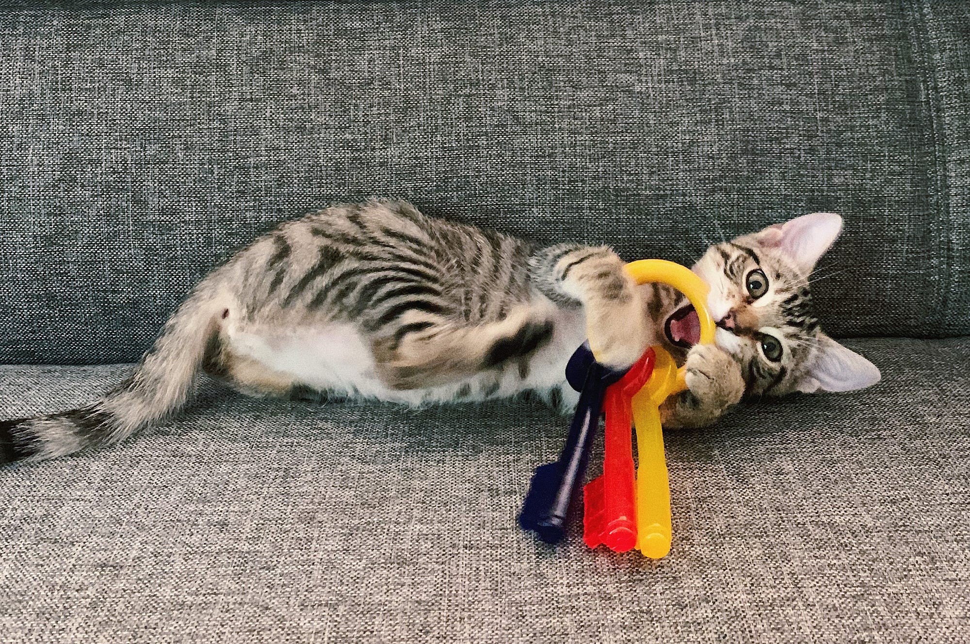 Engaging Feline Friends Top 5 Toys for Your Beloved Cat