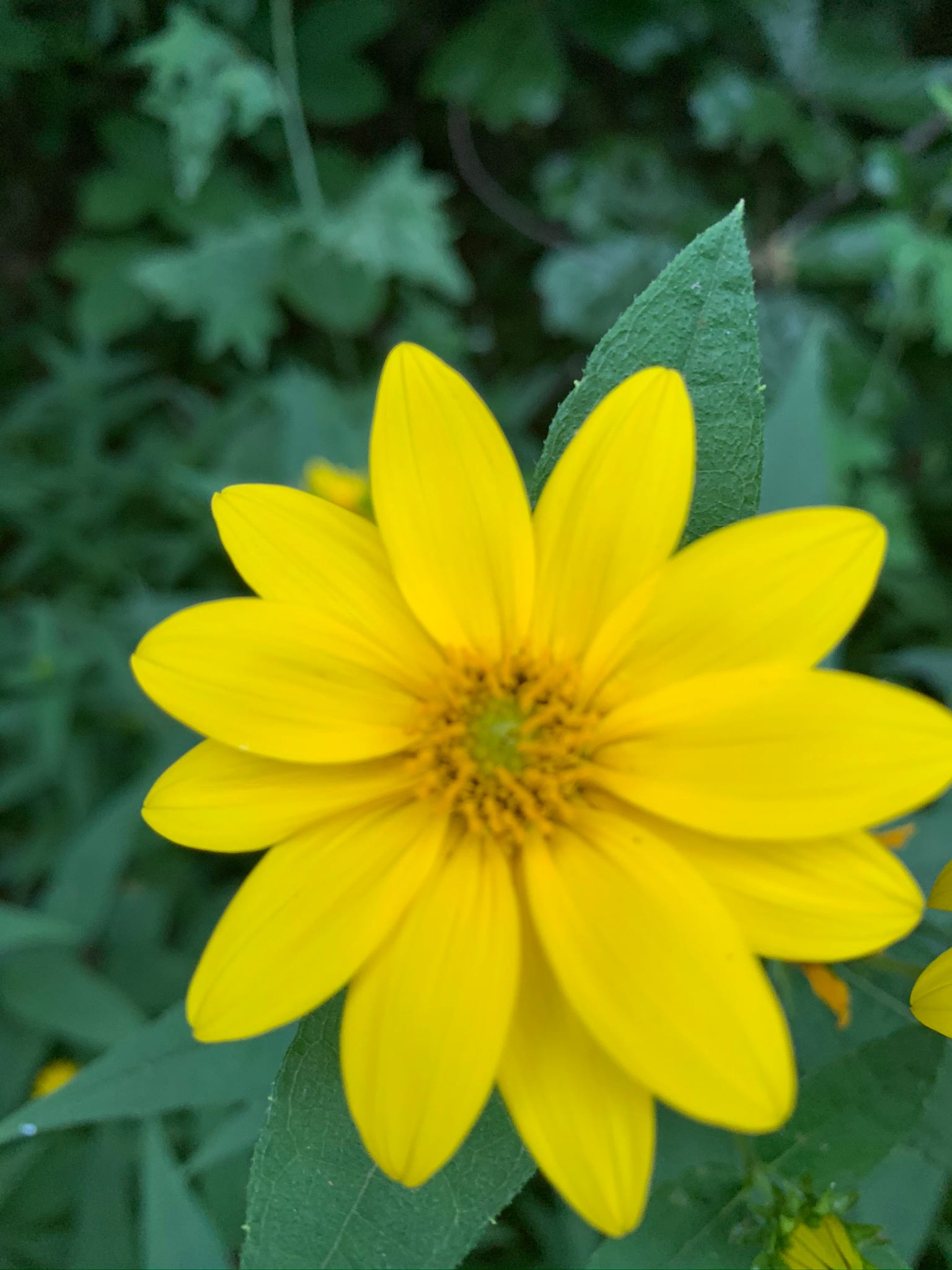 Ramesh Hariharan Medium