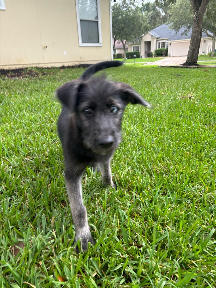 Alexis Gonzalez – Medium