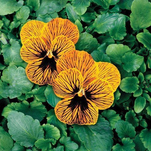 A Comprehensive Guide to Growing Viola Seeds by Trailing Petunia Medium