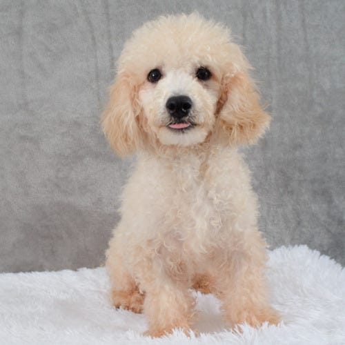 Toy Miniature Poodles for Sale in Texas — Adorable Puppies Available