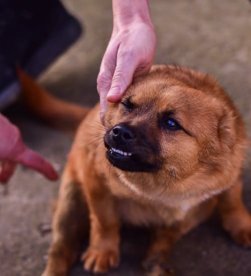 Why Does My Dog Growl At Me? 3 Reasons Why by Ashley Wrentworth Jan