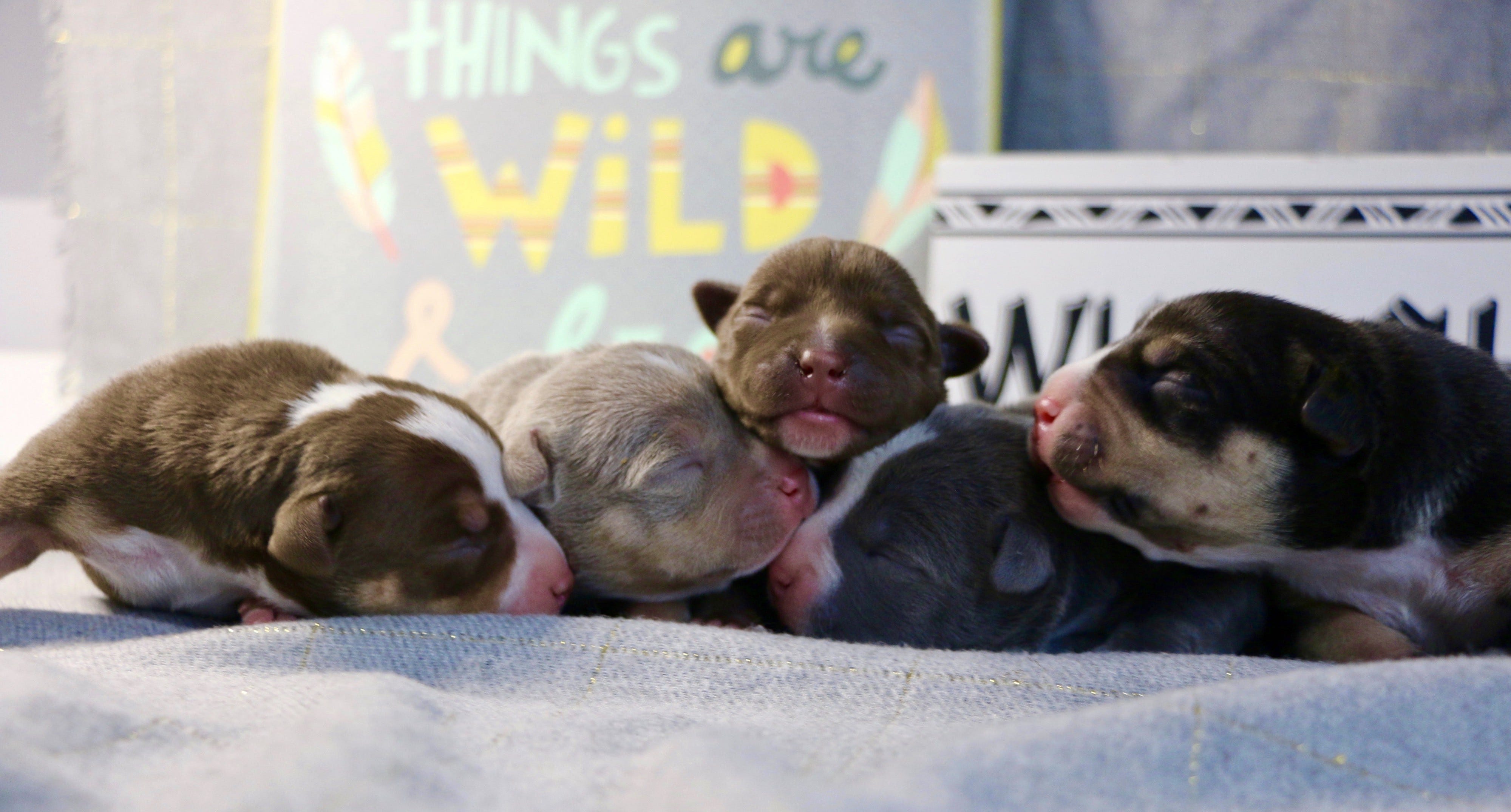 Can Puppy Litters Have Multiple Fathers