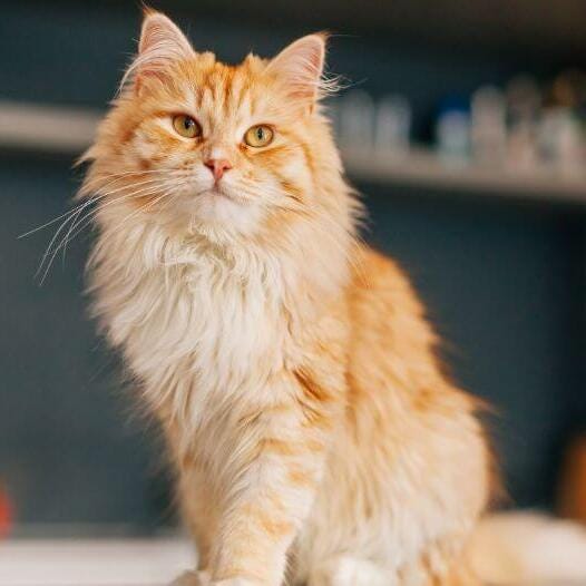 Common Health Issues in Persian cats and how to prevent them by